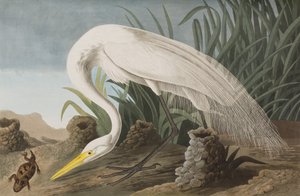 Illusztráció a "Birds of America"-ból alkotó: John James Audubon