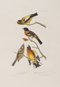 Illusztráció a "Birds of America"-ból alkotó: John James Audubon