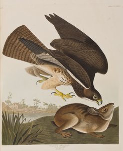 Illusztráció a "Birds of America"-ból alkotó: John James Audubon