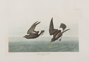 Illusztráció a "Birds of America"-ból alkotó: John James Audubon