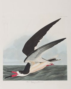 Illusztráció a "Birds of America"-ból alkotó: John James Audubon