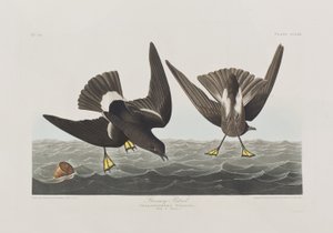 Illusztráció a "Birds of America"-ból alkotó: John James Audubon