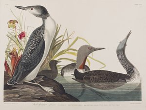 Illusztráció a "Birds of America"-ból alkotó: John James Audubon