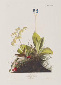 Illusztráció a "Birds of America"-ból alkotó: John James Audubon