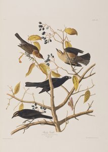 Illusztráció a "Birds of America"-ból alkotó: John James Audubon