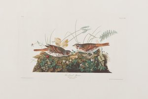 Illusztráció a "Birds of America"-ból alkotó: John James Audubon