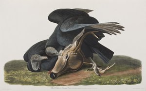 Illusztráció a "Birds of America"-ból alkotó: John James Audubon