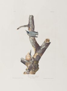 Illusztráció a "Birds of America"-ból alkotó: John James Audubon
