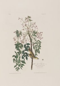Illusztráció a "Birds of America"-ból alkotó: John James Audubon