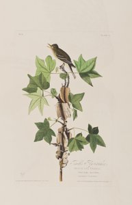 Illusztráció a "Birds of America"-ból alkotó: John James Audubon