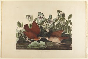 Key West-i galamb alkotó: John James Audubon