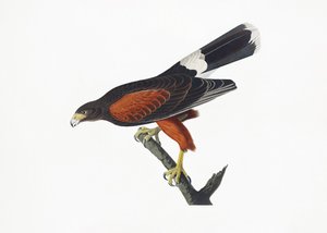 Louisiana-sas a *Birds of America* című műből (1827) alkotó: John James Audubon
