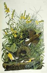 Réti pacsirta, 1832 alkotó: John James Audubon
