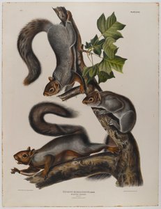 Vándorló mókus alkotó: John James Audubon