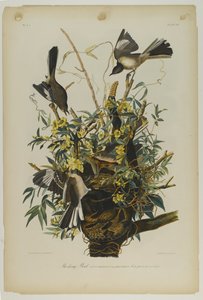 Mocking Bird, nyomta Julien Bien és adta ki Roe Lockwood & Son, 1861 (kromolitográfia) alkotó: John James Audubon