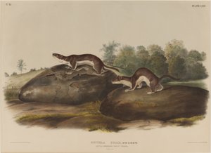 Mustela Bogár alkotó: John James Audubon