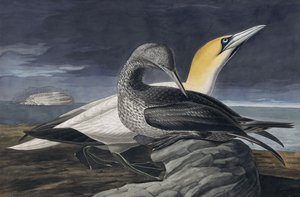 Northern Gannet, Morus Bassanus, a "The Birds of America"-ból, John J. Audubon, pub. 1827-38 alkotó: John James Audubon