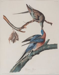 Utazó galamb alkotó: John James Audubon