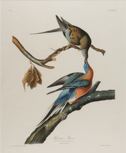 Utasgalamb, 1827-1838 (wc papíron) alkotó: John James Audubon