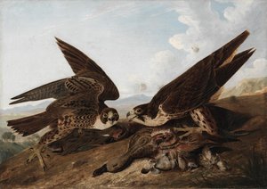 Vándorsólymok (Duck Hawks) alkotó: John James Audubon