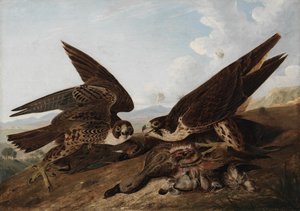 Vándorsólymok alkotó: John James Audubon