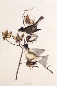 Pewit légykapó. Az Amerika madaraiból, 1827-1838. alkotó: John James Audubon