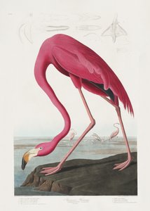 Rózsaszín flamingó a *Birds of America* című műből (1827) alkotó: John James Audubon