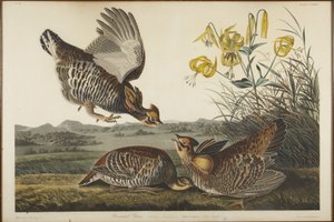 Prérityúk alkotó: John James Audubon