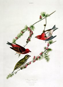 Lila pinty, a "Birds of America"-ból, William Home (1788-1859) metszete alkotó: John James Audubon