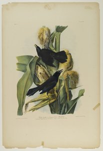 Purple Grackle vagy Common Crow Blackbird, nyomta Julien Bien és adta ki Roe Lockwood & Son, 1861 (kromolitográfia) alkotó: John James Audubon