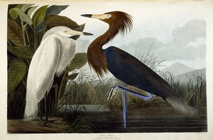 Bíbor gém, 1835 körül alkotó: John James Audubon