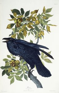 Holló, alkotó: John James Audubon