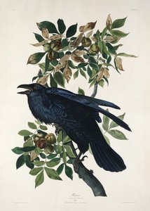 Holló a *Birds of America* című műből (1827) alkotó: John James Audubon