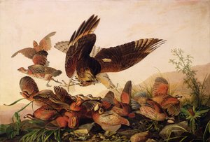 Vörös vállú sólyom, 1827 alkotó: John James Audubon