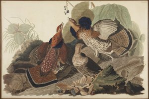  alkotó: John James Audubon