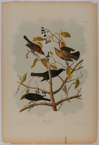 Rozsdás rétihéja alkotó: John James Audubon