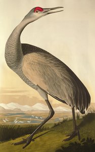 Sandhill Crane, a „Birds of America”-ból, metszett: Robert Havell (1793-1878) 1835