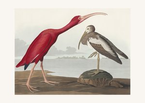 Vörös íbisz a *Birds of America* című műből (1827) alkotó: John James Audubon