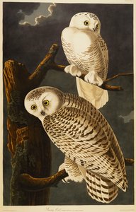 Hóbagoly alkotó: John James Audubon