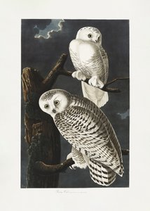 Hófehér bagoly a *Birds of America* című műből (1827) alkotó: John James Audubon