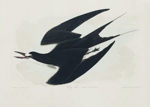 Feketeszínű csér a *Birds of America* (1827) című műből alkotó: John James Audubon