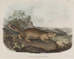 Spermophilus Parry (Parry mormota mókusa) alkotó: John James Audubon