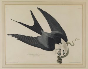  alkotó: John James Audubon