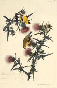Az amerikai aranypinty. Az Amerika madaraiból, 1827-1838. alkotó: John James Audubon