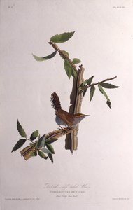 A Bewicks ördög. Az Amerika madaraiból, 1827-1838. alkotó: John James Audubon