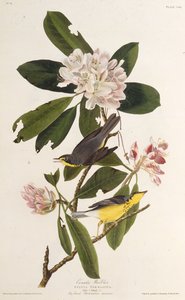 A kanadai poszáta. Az Amerika madaraiból, 1827-1838. alkotó: John James Audubon