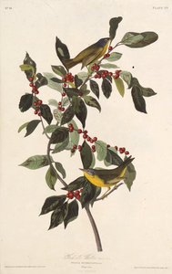 A nashville-i poszáta. Az Amerika madaraiból, 1827-1838. alkotó: John James Audubon