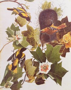 Oriole, a Birds of America-tól alkotó: John James Audubon