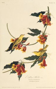 A Rathbone poszáta. Az Amerika madaraiból, 1827-1838. alkotó: John James Audubon