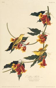 A Rathbone poszáta. Az Amerika madaraiból, 1827-1838. alkotó: John James Audubon